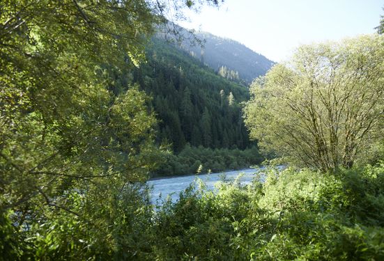 Schneeweide Kiefernwald bei Häselgehr - Sehenswürdigkeit entlang des Lechradwegs.