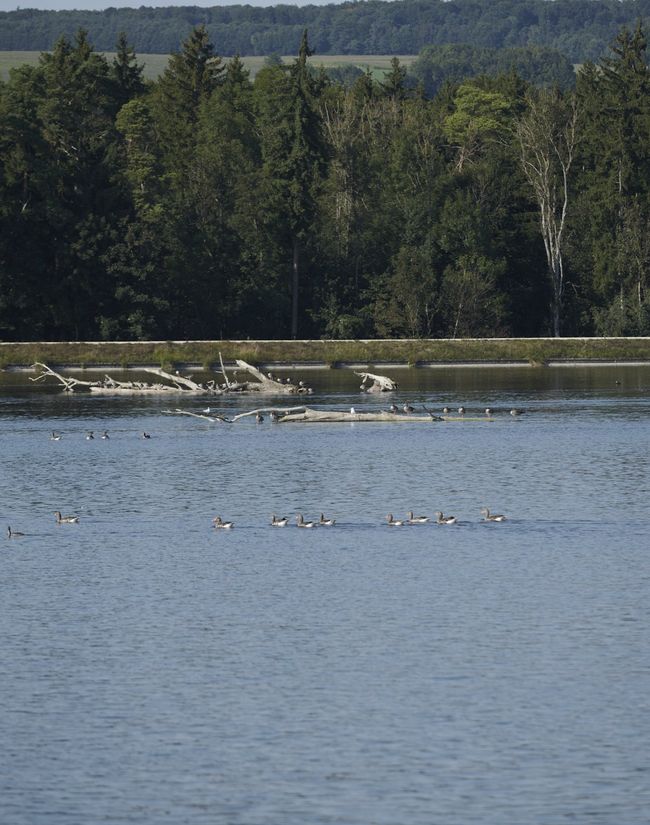 Ein Treffpunkt für viele verschiedene Wasservogelarten
