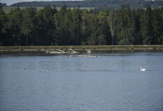 Ein Treffpunkt für viele verschiedene Wasservogelarten